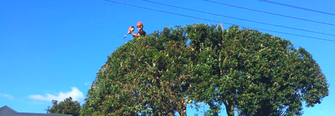 Welcome to Hedgeman: Your local West Auckland Arborist.